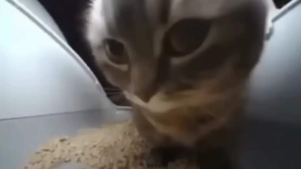 チピチピチャパチャパ猫